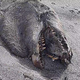 Illustration for article titled Monster Carcass Washes Ashore in New Zealand